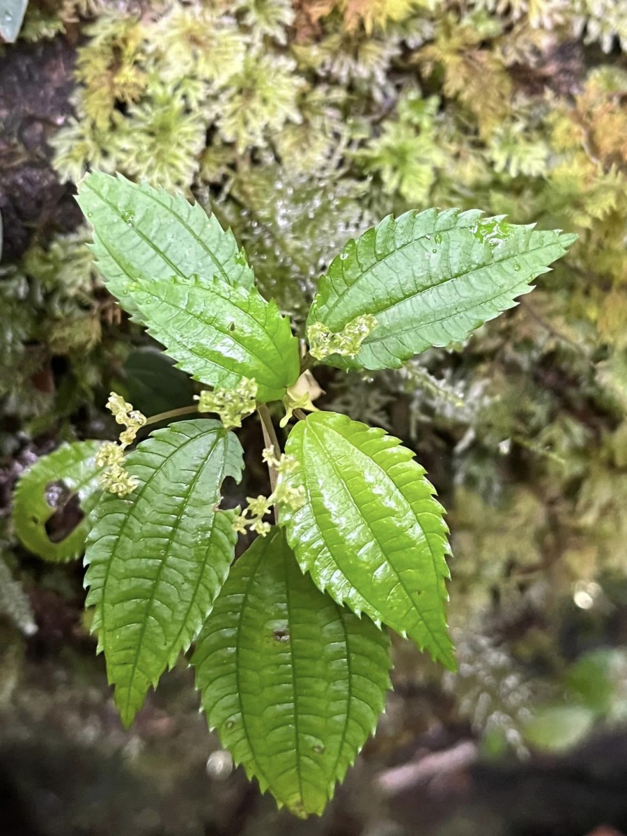Lecanthus peduncularis (Royle) Wedd.
